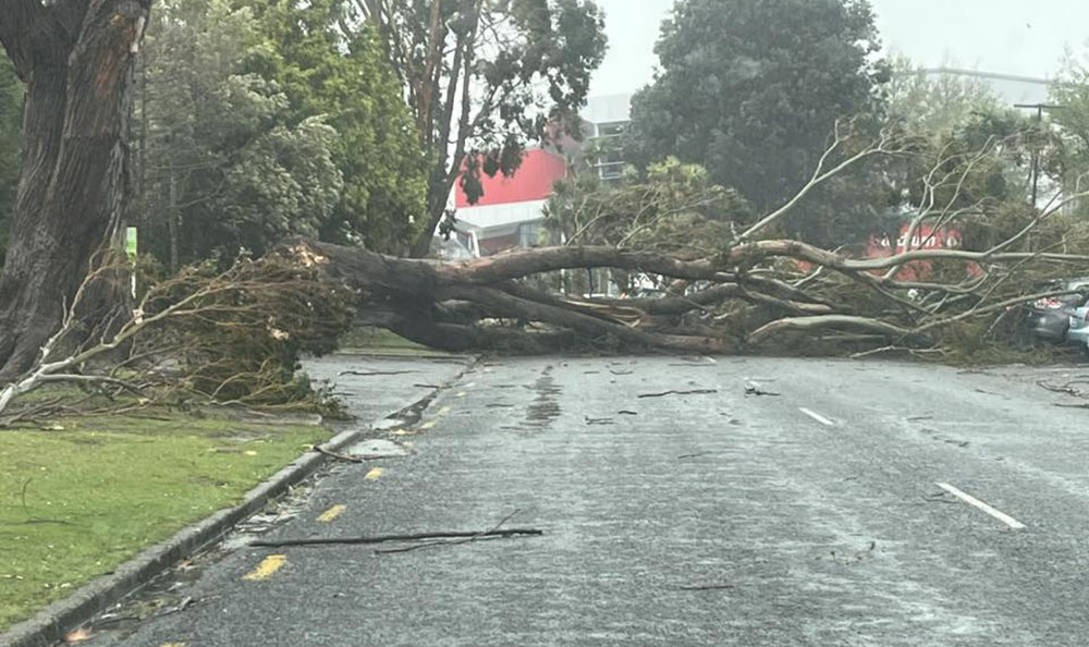 तीव्र हावाले दक्षिणी र मध्य न्युजिल्याण्डमा व्यापक विनाश, सयौ उडान रद्ध