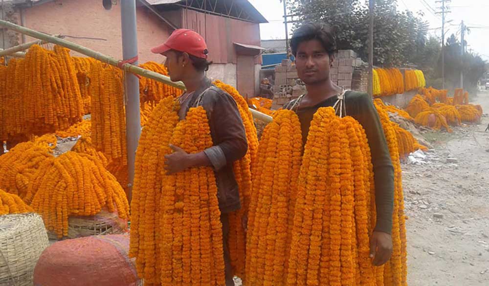 महानगरले काठमाडौंका ३२ स्थानमा तिहारका फुल बेच्ने स्थान तोक्यो
