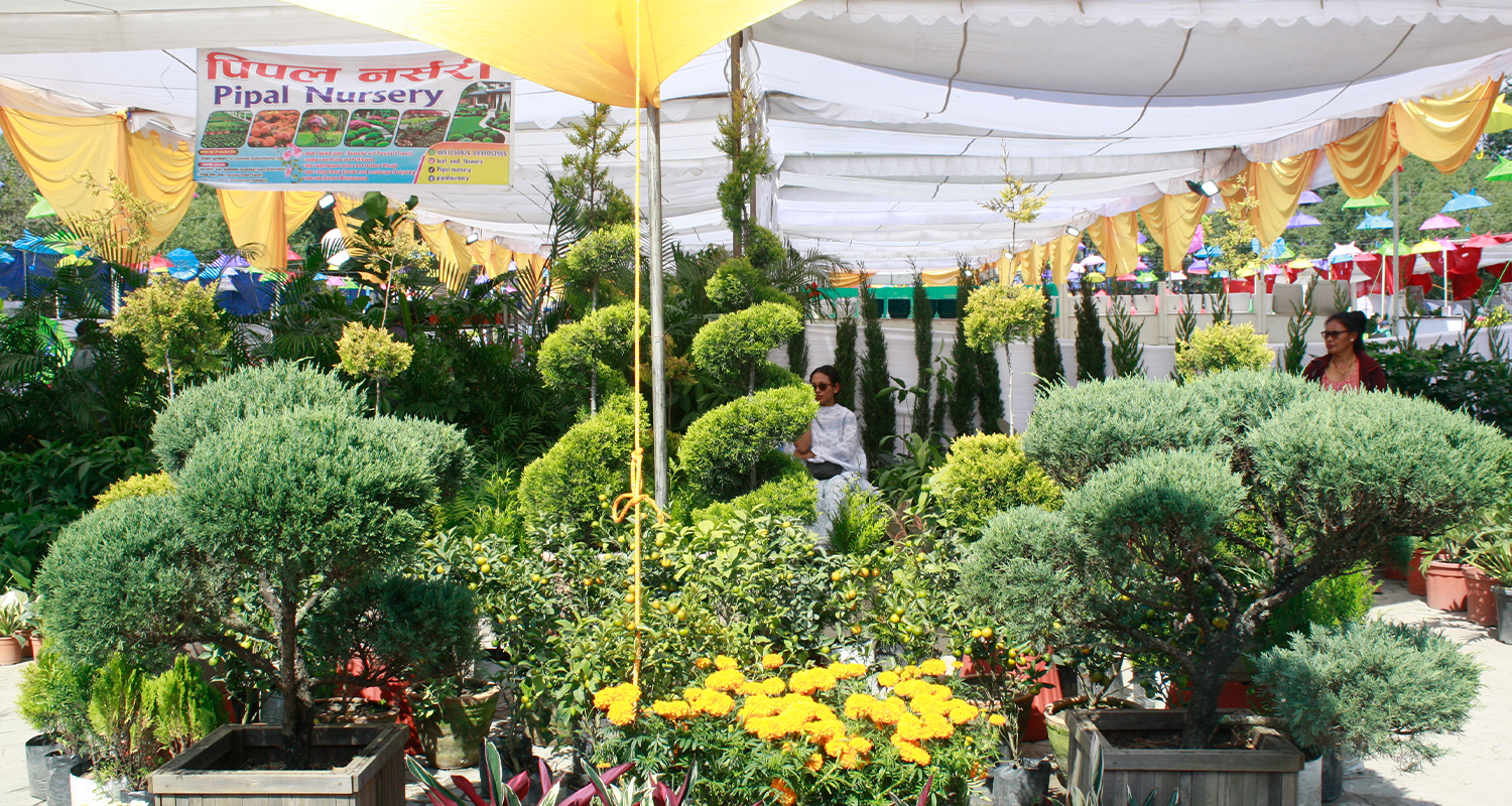 सस्तोमा २५ रूपैयाँ र महङ्गोमा डेढ लाख बढीका विरुवा, घरकालाई परामर्श सेवा उपलब्ध