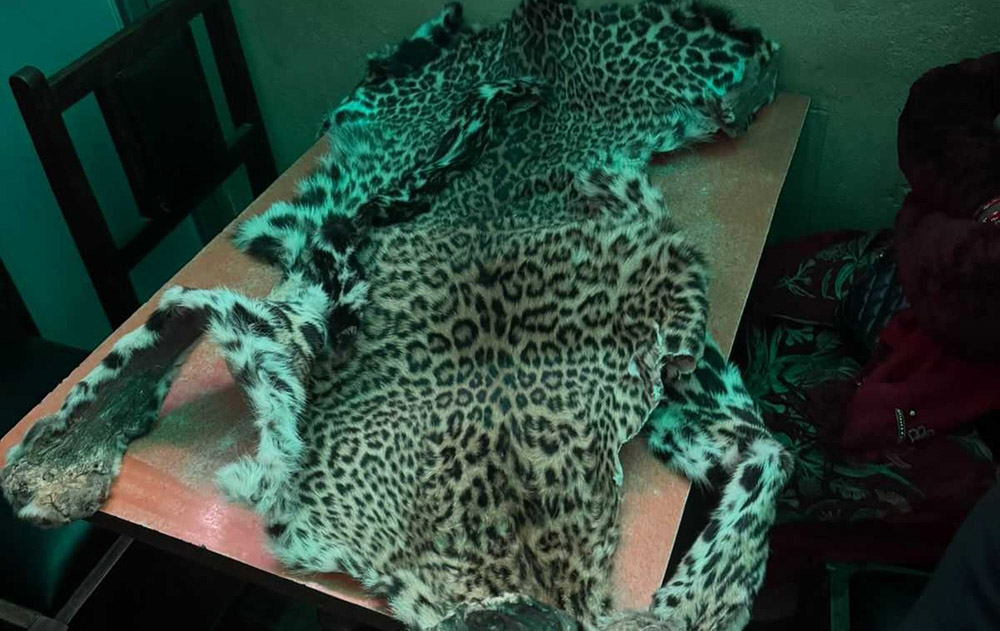 चितुवाको छालासहित दुई जना पक्राउ