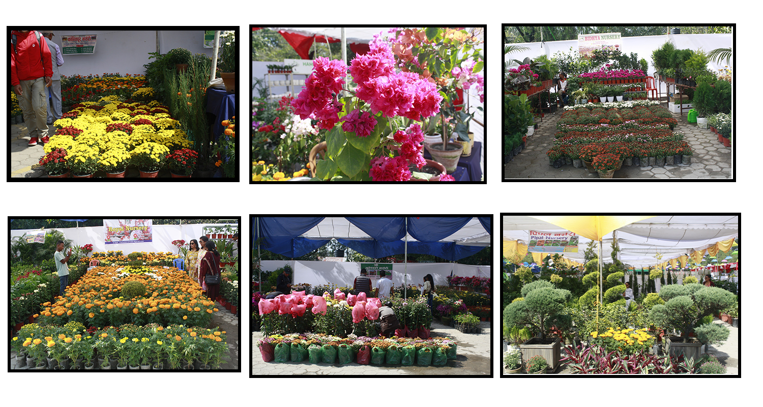 तिहार फ्लोरा एक्स्पो २०८२, अवलोकनकर्ताको लाग्यो भिड (फोटो फिचर)