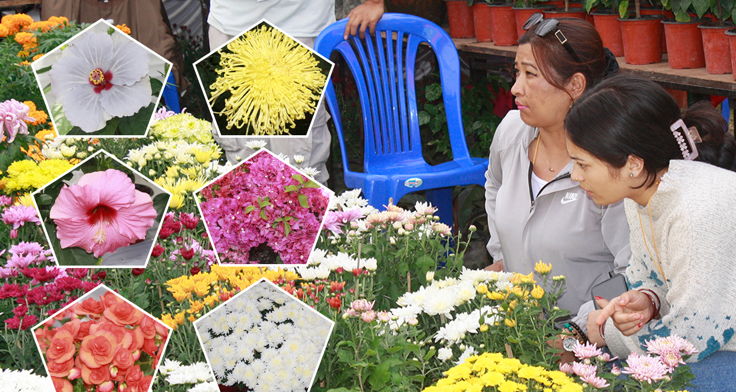 पाँच सय थरीका फूलले सुसज्जित ‘गोदावरी पुष्प प्रदर्शनी’ (फोटो फिचर)