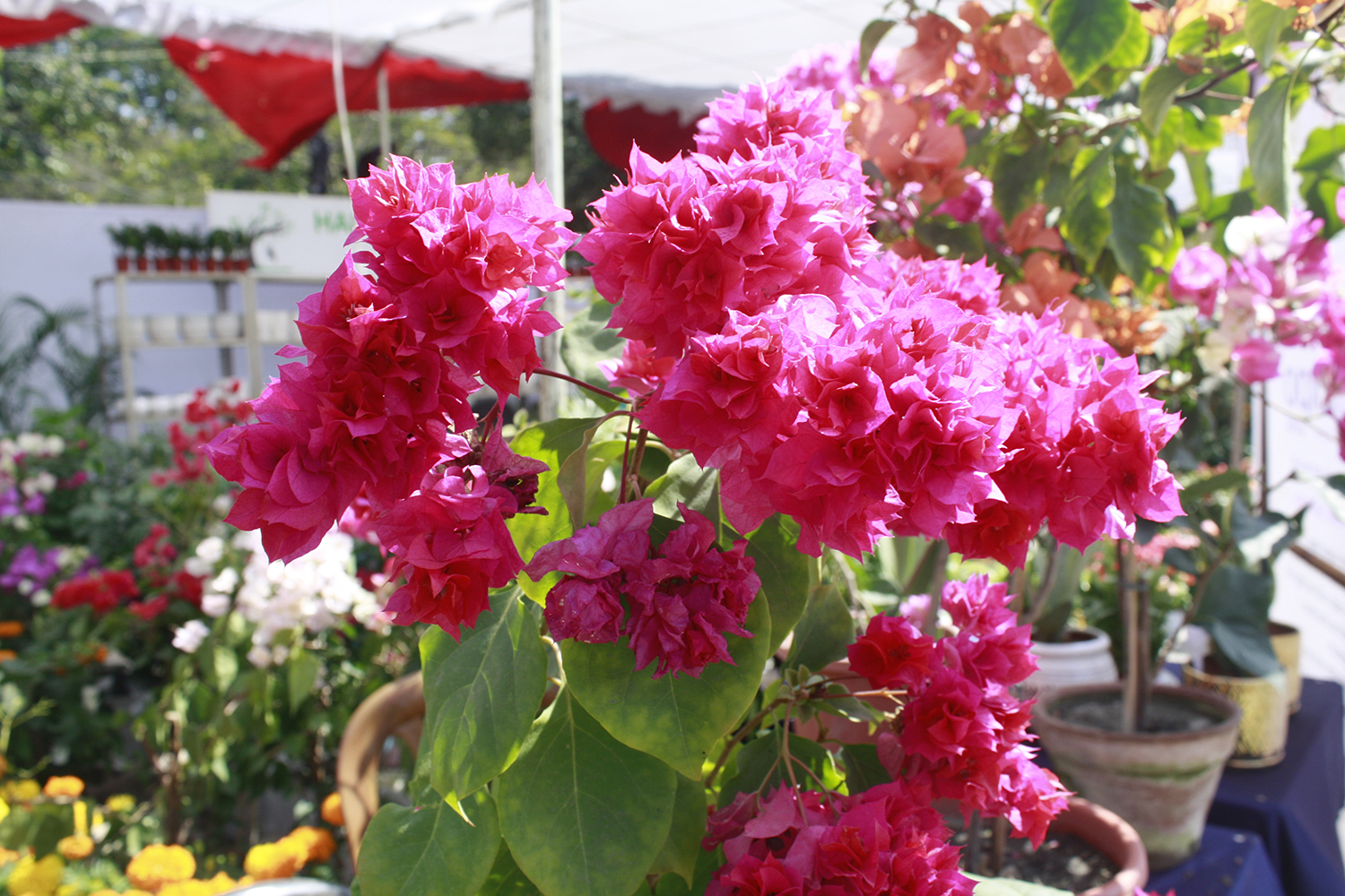 फ्लोरा एक्स्पो सम्पन्न, एक करोडको कारोबार