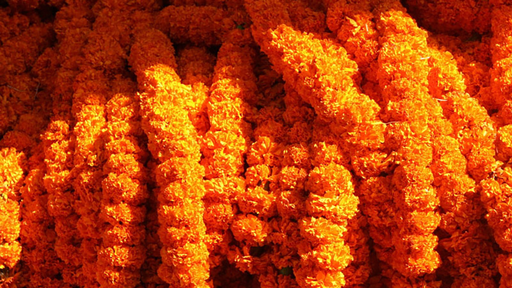 पोखरा महानगरले तोक्यो स्थानीय सयपत्री फूलको मूल्य र बिक्री स्थल