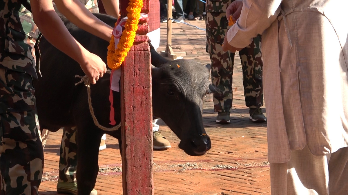 दशैं–घरमा ५४ बोका र ५४ राँगाको बली दिइयो