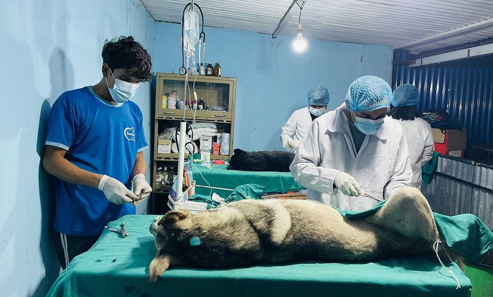 महानगरभित्रका २ हजार ८३ सामुदायिक कुकुरको बन्ध्याकरण