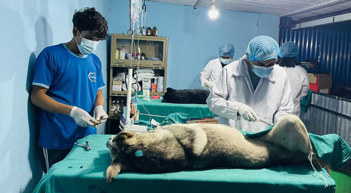 काठमाडौं महानगरभित्रका दुई हजार बढी सामुदायिक कुकुरको बन्ध्याकरण