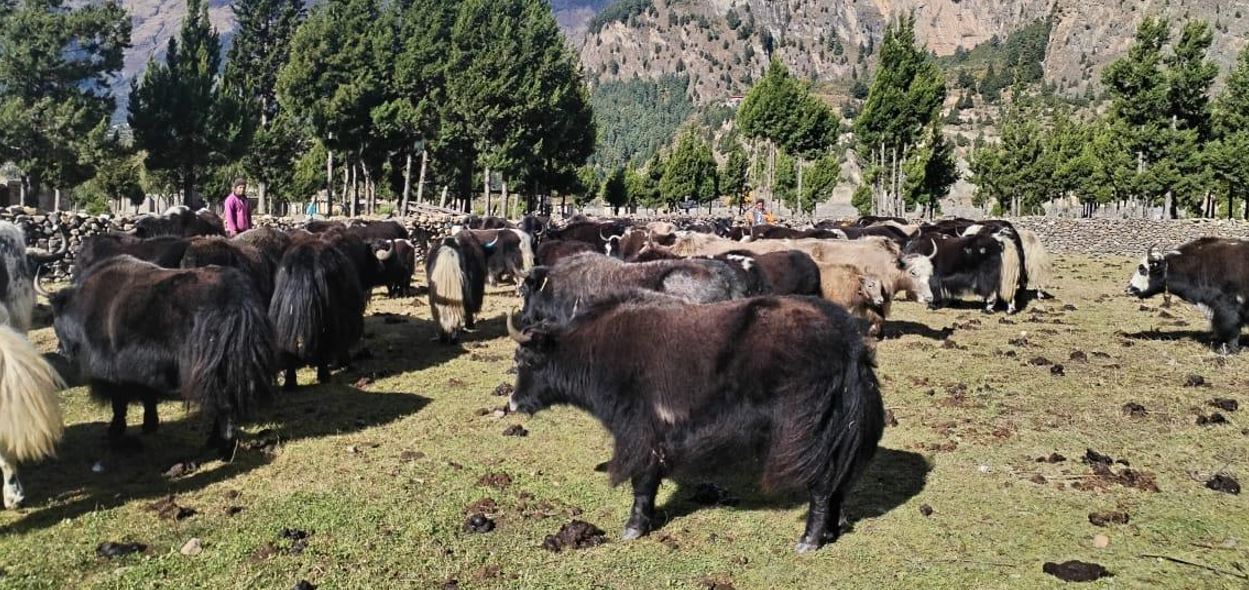 हिमपातपछि मुस्ताङका याकचौँरी बेँसीमा सारिँदै