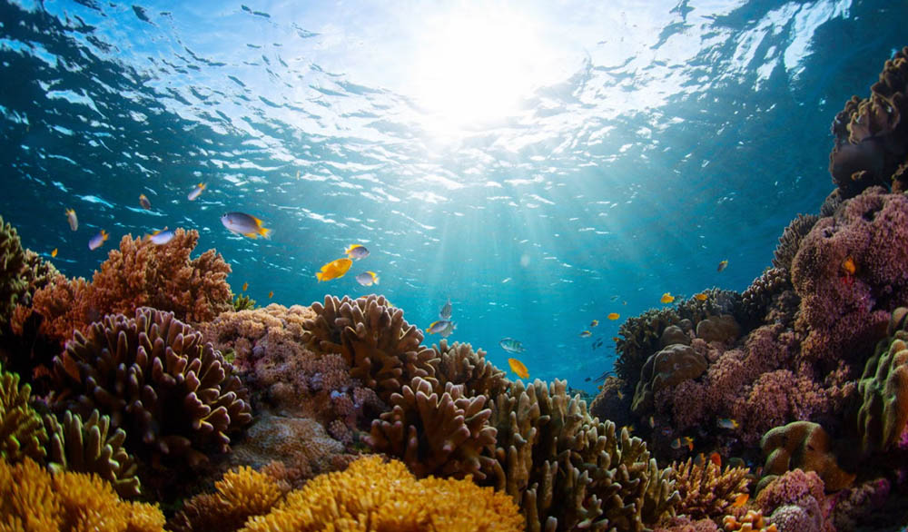 जलवायु परिवर्तनको बीचमा समुन्द्रको गहिराइमा पत्ता लाग्यो २०० नयाँ प्रजाति