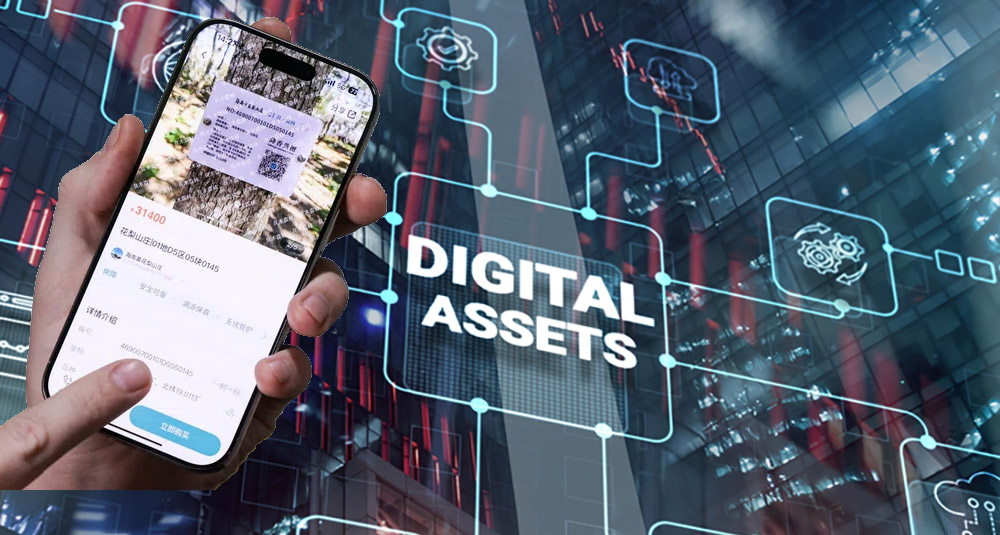 चीनमा बहुमुल्य रूखलाई डिजिटल सम्पत्तिमा परिणत गरिदै