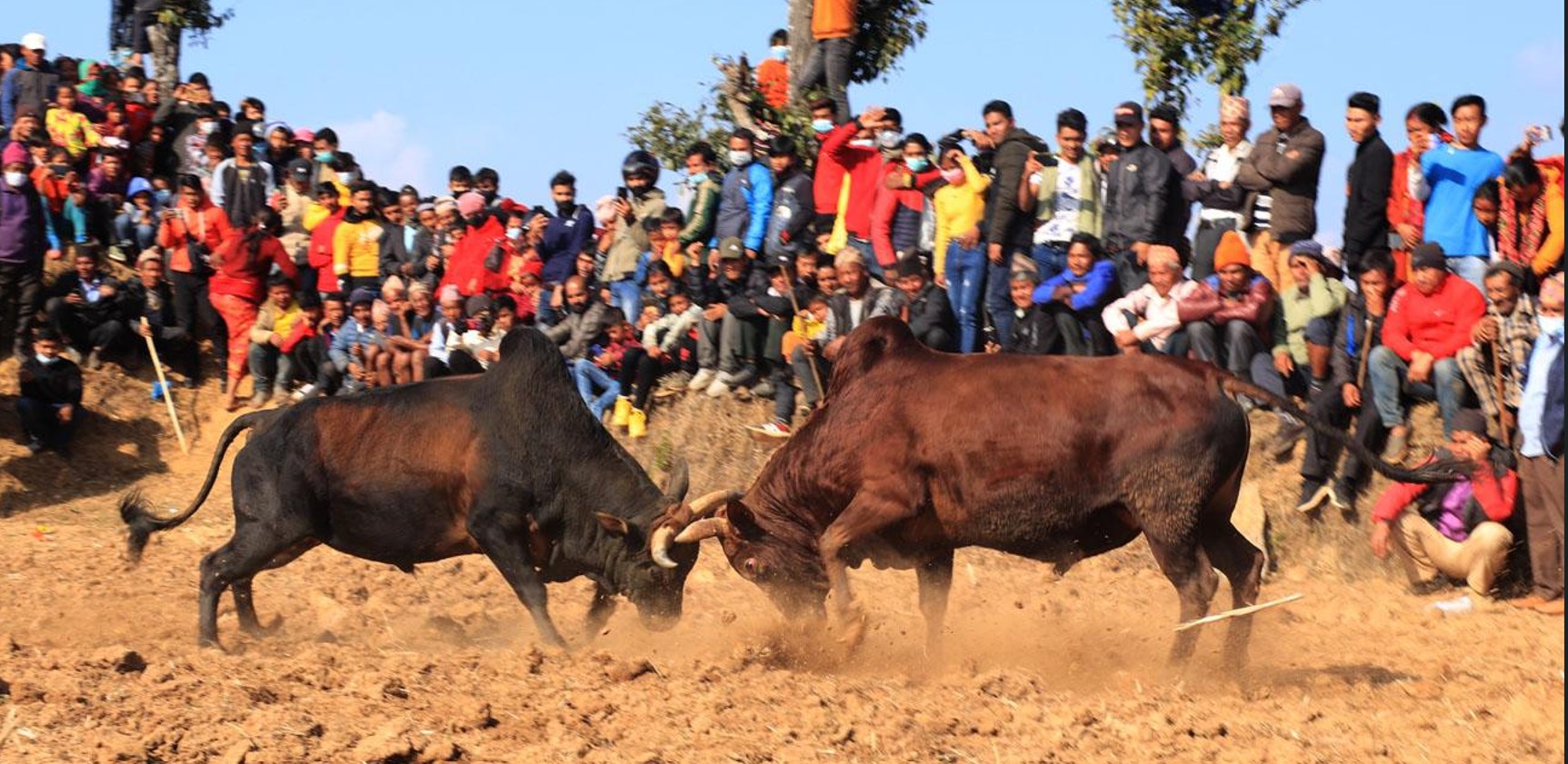 १०० वर्षभन्दा पुरानो परम्पराः धादिङमा जुधाइयो एक सय हल गोरु