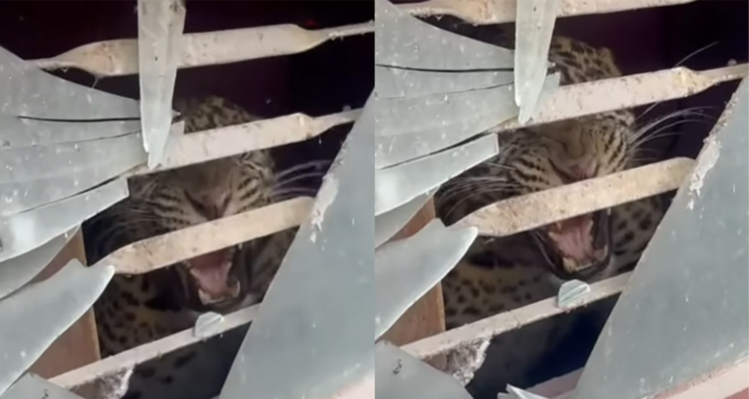 मनमैजुमा घरभित्र चितुवा पस्यो, नियन्त्रणमा लिने प्रयास जारी