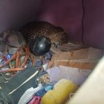 मनमैजुको घरभित्र पसेको चितुवाको उद्धार