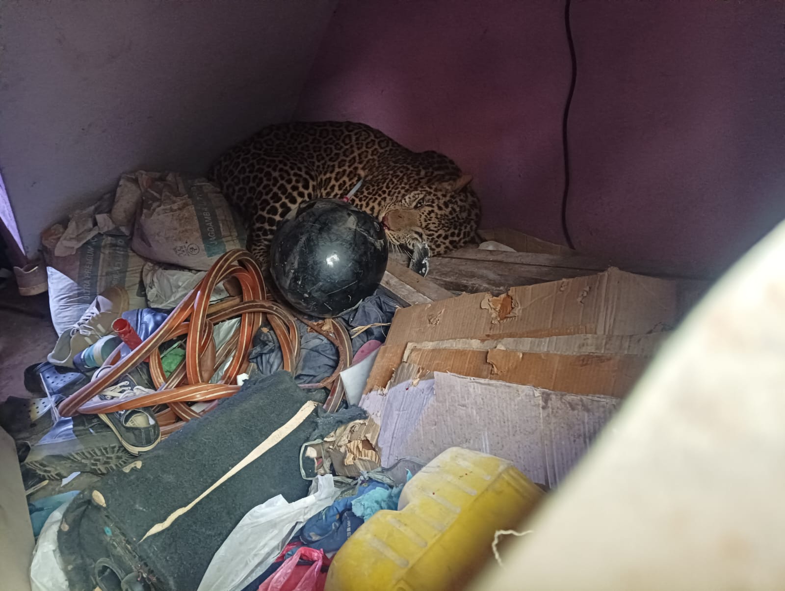 मनमैजुको घरभित्र पसेको चितुवाको उद्धार