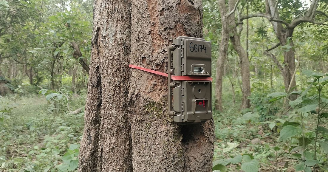 बाघ गणना गर्न राखिएका ६० क्यामेरा चोरी