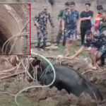 इनारमा खसेको गाईको सकुशल उद्धार