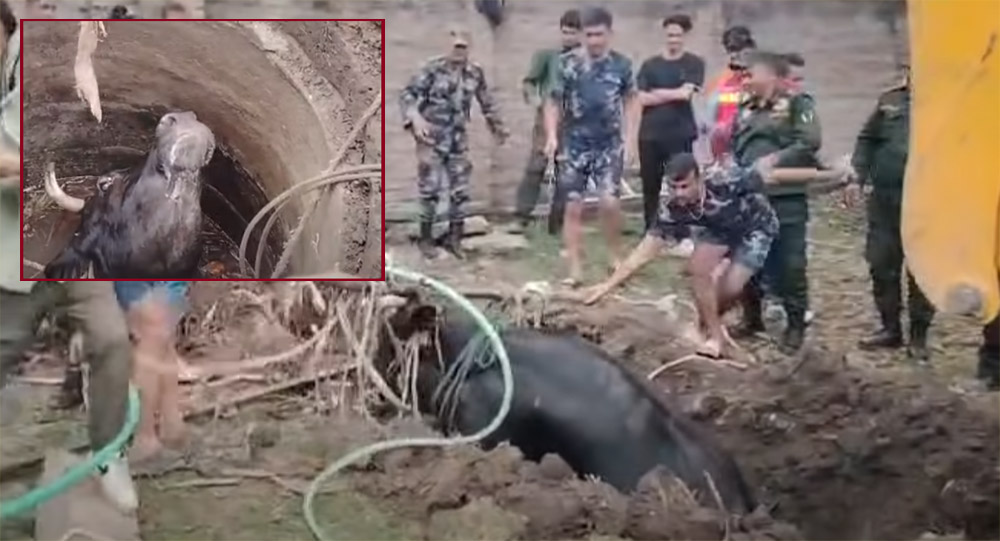 इनारमा खसेको गाईको सकुशल उद्धार