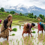 आज असार १५, राष्ट्रिय धान दिवस मनाइँदै