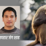 बाँदर आतङ्कको दीर्घकालीन समाधान : बन्दुक र विष होइन, सहअस्तित्व र आरक्ष