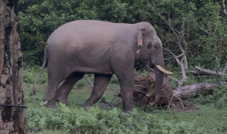 ३८ छावाको बाबु बनेको ‘रोनाल्डो’ हात्तीको मृत्यु