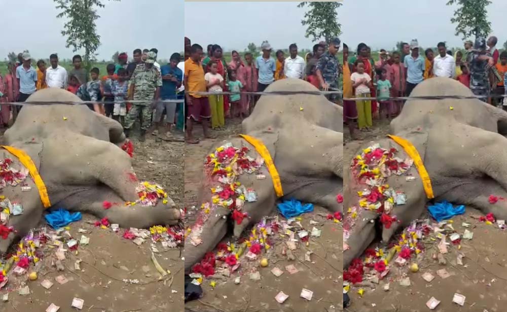 सर्लाहीको जिरायतमा जङ्गली हात्ती मृत फेला